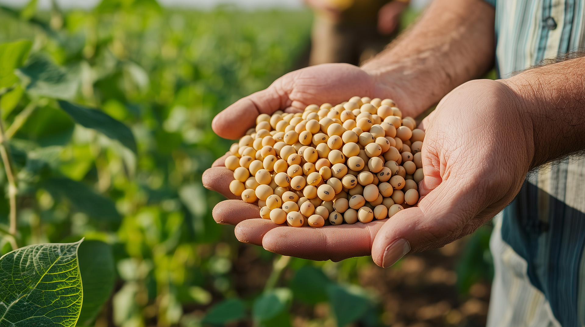 hands full of soybeans, with soybeans plantation field backgroun